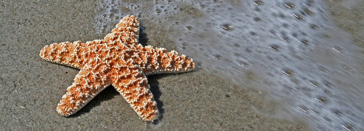 Starfish Life